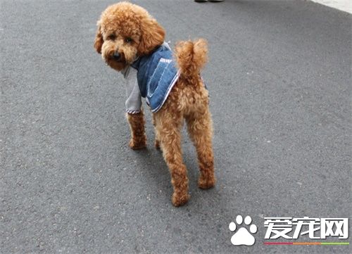 狗细小病毒传染人吗 细小病毒不会传染给人的