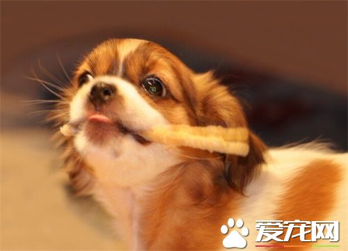 狗狗很瘦怎么办 如何合理控制狗狗的饮食