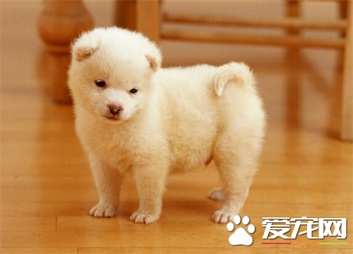 狗皮肤病打什么针 狗皮肤病应及时看医生