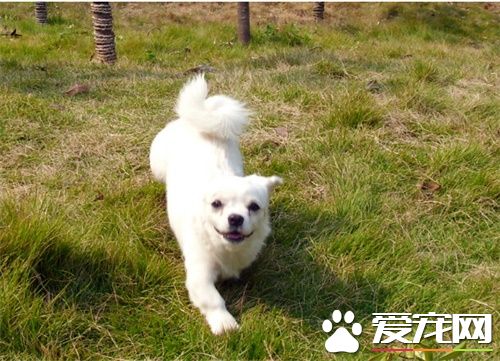 买狗狗去哪个网站 购买宠物狗需要注意地方