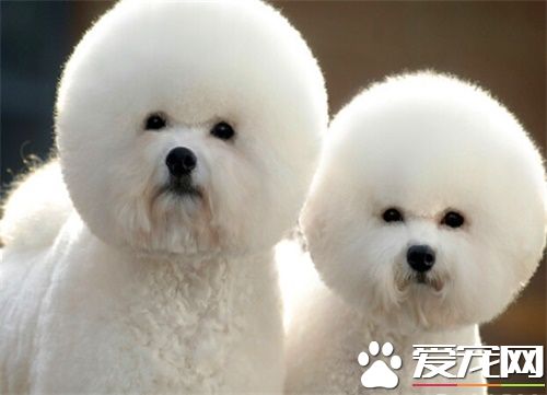 哪里有卖比熊小狗 比熊幼犬期需要注意事项