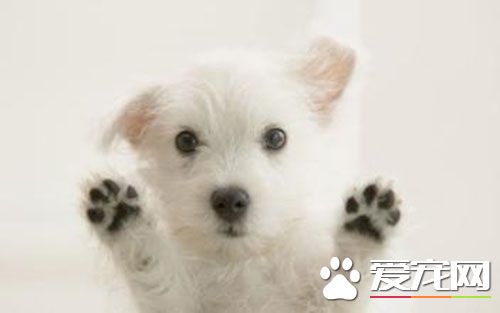 被狗狗咬了没打疫苗 狗狗抓了要打疫苗吗