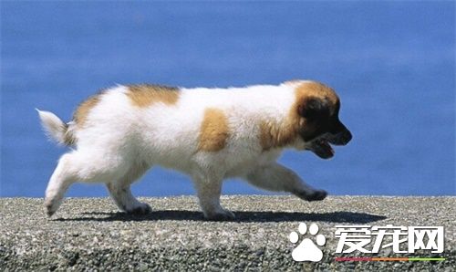 狗狗不吃饭吐黄水 狗狗为什么会吐黄水