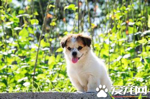 狗狗疫苗注射部位 狗狗打疫苗应该注意什么