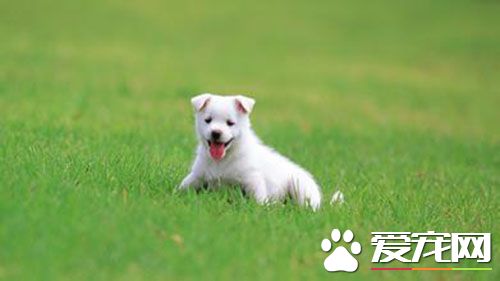 狗狗打疫苗后反应 狗狗打疫苗会过敏吗