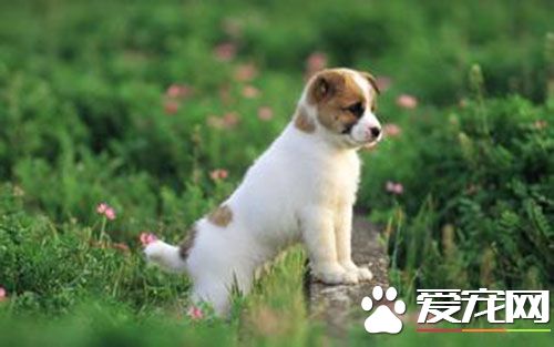 狗狗打完疫苗后症状 狗出现不良反应后的处理