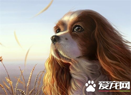 宠物狗寄养价格 寄养狗狗需要提前做的准备