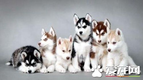 狗狗打疫苗为什么 狗狗打疫苗需要注意事项