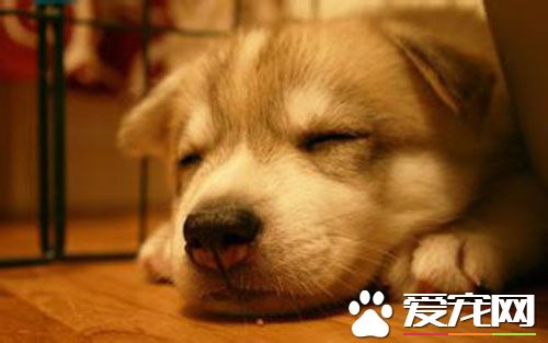 狗狗什么时候注射疫苗 打了疫苗有什么作用