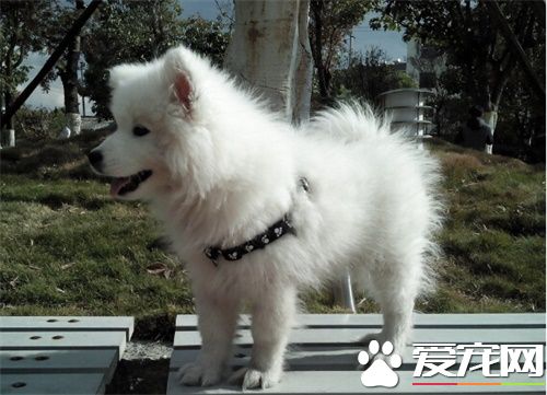 狗狗做绝育手术好吗 给狗狗绝育的四大好处