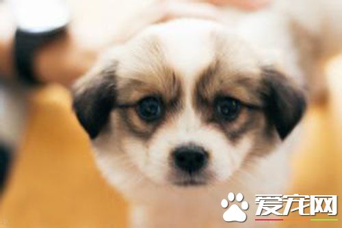 狗狗没打疫苗就洗澡了 打完疫苗后多久可以洗澡