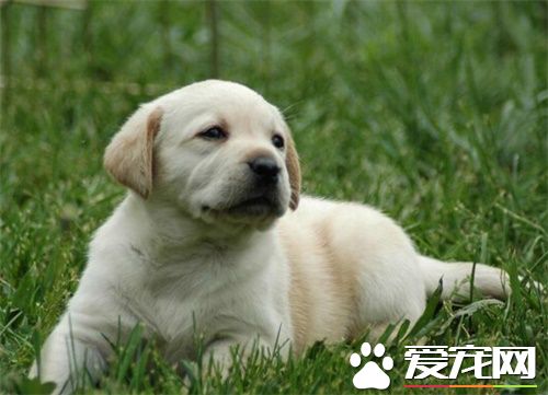 拉不拉多狗多少钱 地域决定拉布拉多价格多少