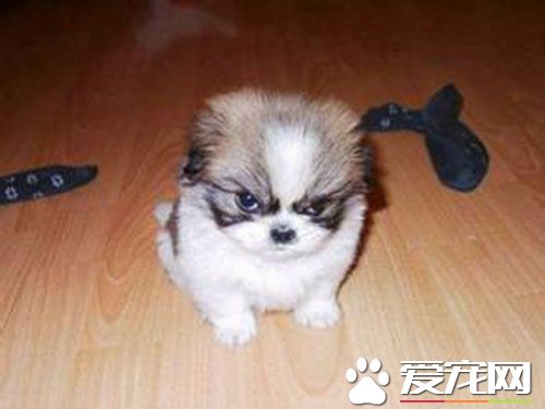 狗狗疫苗多钱一针 想知道狗狗打疫苗贵吗