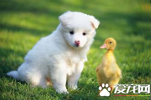 狗狗3针疫苗多少钱 狗狗多大可以打疫苗