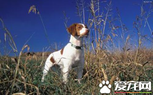 狗狗不打疫苗行吗 狗狗打狂犬疫苗作用是什么