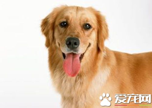 狗狗怎么打狂犬疫苗 狂犬病预防需要注意的地方