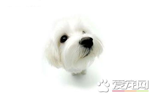 狗狗进口疫苗和国产疫苗 打疫苗后需要注意什么