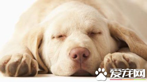 狗狗有必要打疫苗吗 三个月的狗狗打什么疫苗好