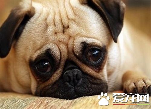 巴哥狗多少钱一只 不同品种的价格起伏不定