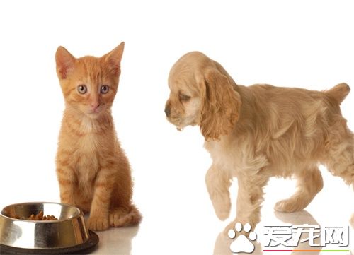 狗狗咳嗽的原因 怎么预防狗狗的咳嗽