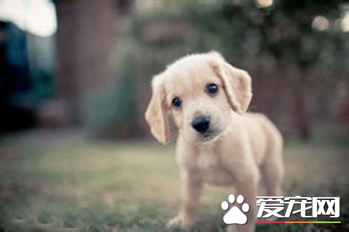 狗狗打疫苗后精神不好 狗打疫苗后发烧怎么办