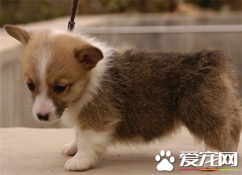 小狗皮肤病用什么药 八招远离狗皮肤病