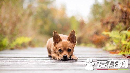 养狗狗的注意事项 绝对不能给狗狗喝牛奶