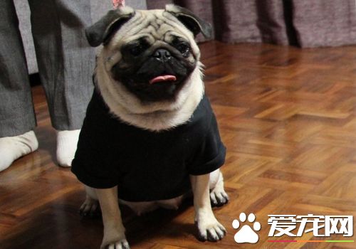 巴哥犬退烧 巴哥犬的物理降温退烧方法