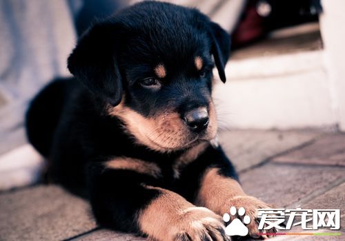 罗威纳犬有几个系 罗威纳犬一共有三个系