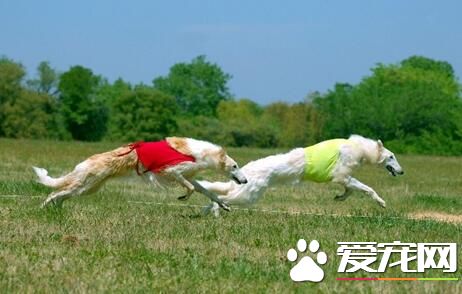 苏俄猎狼犬那里有卖 在网上也可以买到