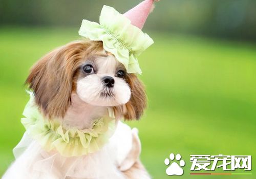 西施犬如何美容 西施犬定期修剪指甲