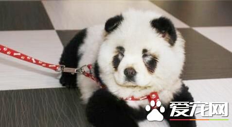 熊猫松狮犬多少钱一只 熊猫松狮四万五千元