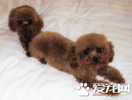 比熊约克夏价格 品相好的得2000多元左右