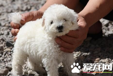 比熊约克夏价格 品相好的得2000多元左右