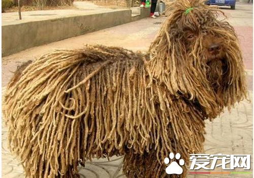 波利犬价格 波利犬价格大约为1000到30000元
