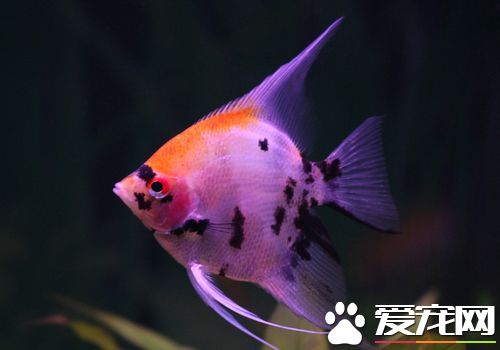 家庭怎样养热带鱼 家庭养热带鱼用什么样的水