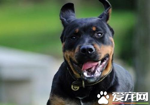 罗威纳犬训练大小便 在固定地方大小便