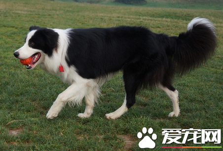边境牧羊犬怎么辨别 边境牧羊犬好区分吗