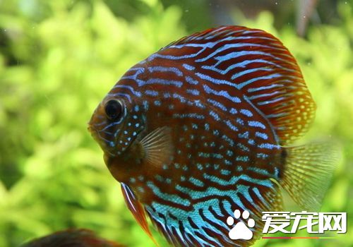 热带鱼鱼鳍上有白点 鱼鳍上白点病的症状