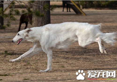 苏俄猎狼犬一般多少钱 价格是500到3500元