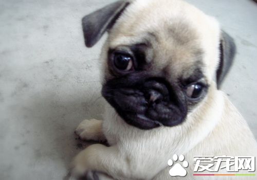 巴哥犬体重 巴哥犬体重在6到8公斤范围内