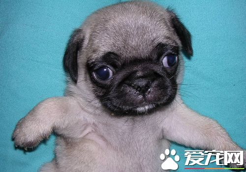 巴哥犬如何训练 最佳训练时间在3到4月龄