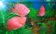 热带鱼什么最好养 新手养什么热带鱼