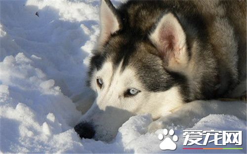 阿拉斯加雪橇犬得细小 阿拉斯加细小如何治疗