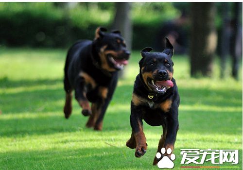 罗威纳犬咬人 哪些原因会造成罗威纳犬喜欢咬人