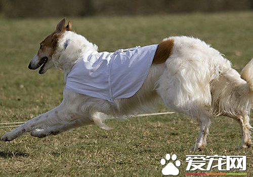 苏俄猎狼犬多大可以交配 公犬为2岁为宜