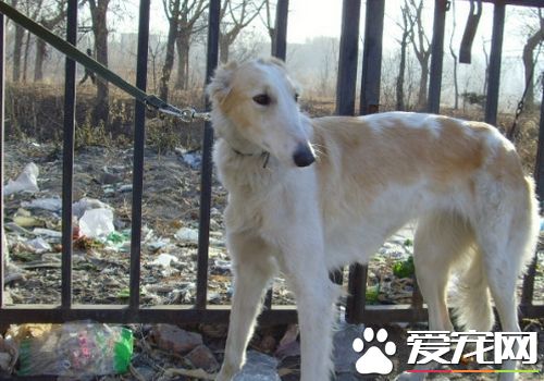 苏俄猎狼犬最贵多少钱 至少都在10000元以上