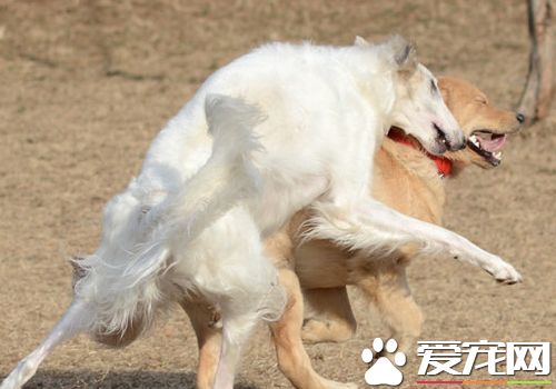 苏俄猎狼犬遗传病 遗传病只可预防无可治疗