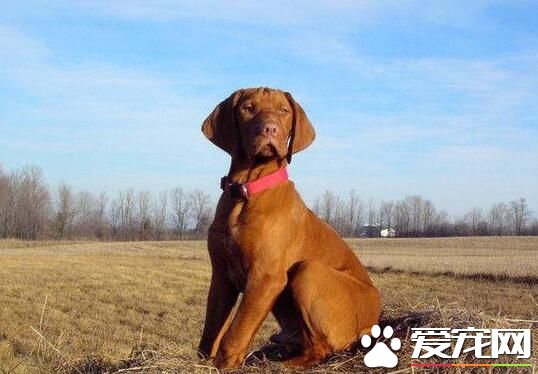 匈牙利维兹拉犬价格 通常人民币两千九百八十六元