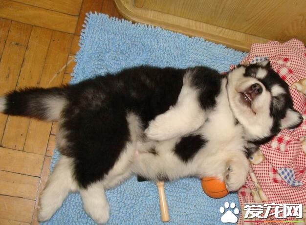 阿拉斯加雪橇犬纯种多少钱一条 价格在3500元左右